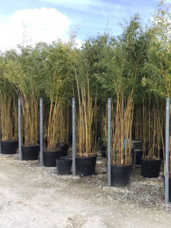 PHYLLOSTACHYS aureosulcata SPECTABILIS