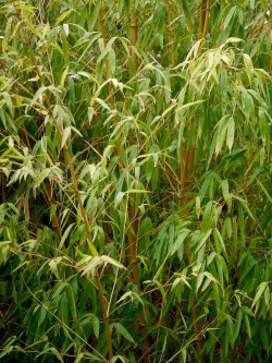 PHYLLOSTACHYS aureosulcata AUREOCAULIS