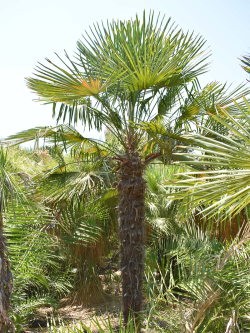 TRACHYCARPUS fortunei