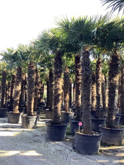 TRACHYCARPUS fortunei