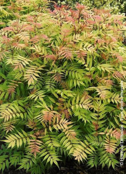 SORBARIA sorbifolia SEM