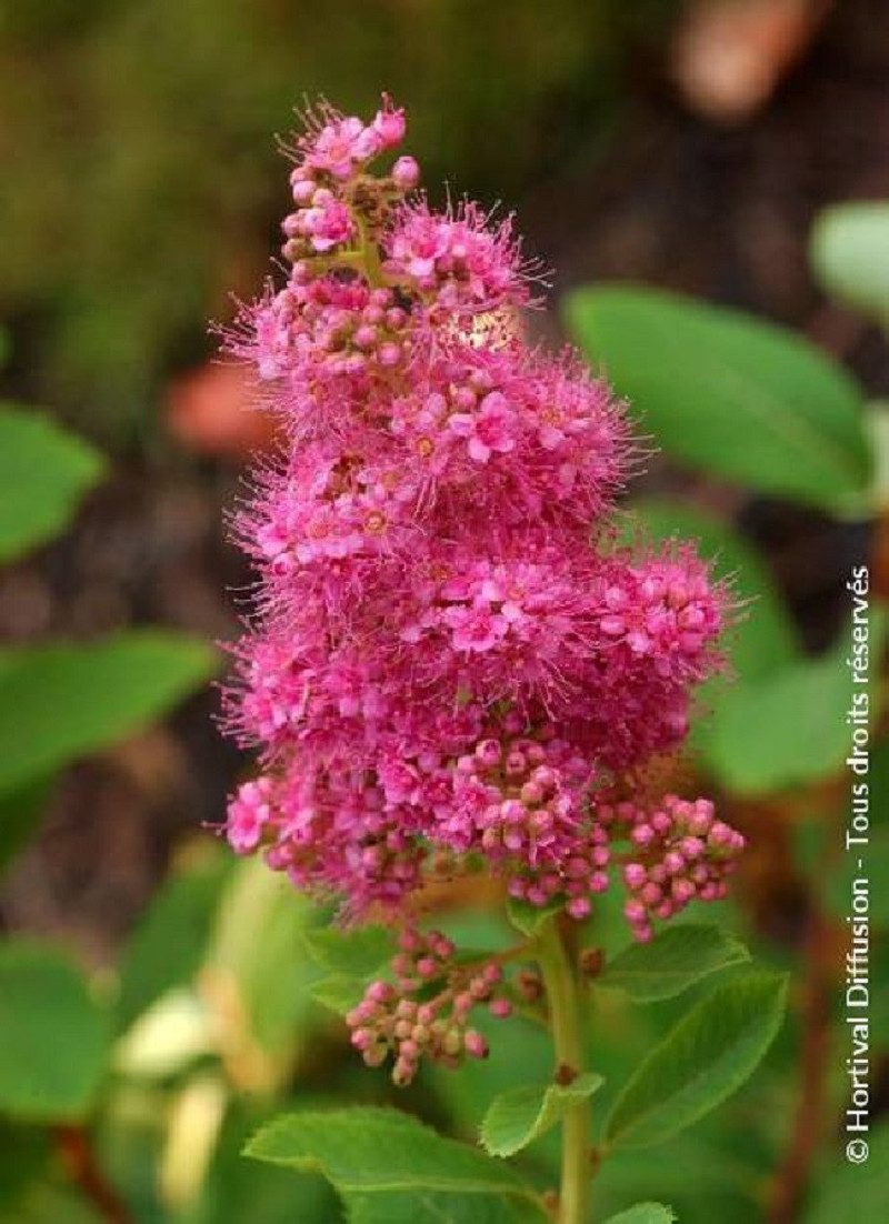spiree-de-billard-spiraea-billardii-1.jpg