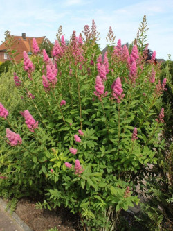 spiree-de-billard-spiraea-billardii-2.jpg