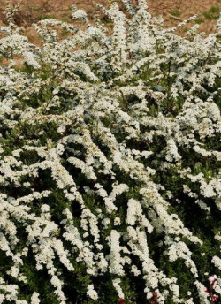 spiree-cendree-grefsheim-spiraea-cinerea-grefsheim.jpg
