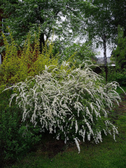 spiree-cendree-grefsheim-spiraea-cinerea-grefsheim-1.jpg
