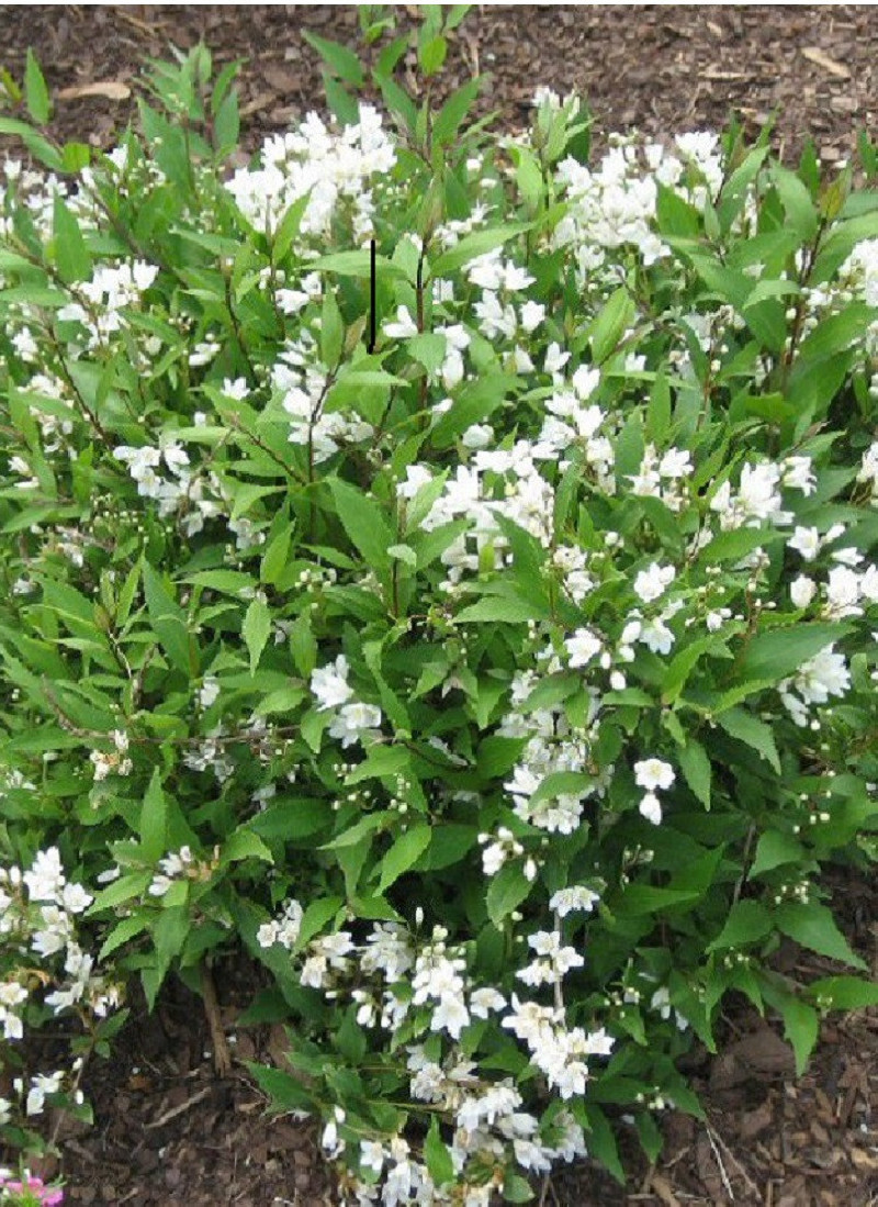 DEUTZIA gracilis NIKKO