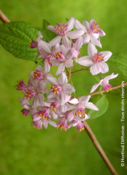 DEUTZIA hybrida MONT ROSE