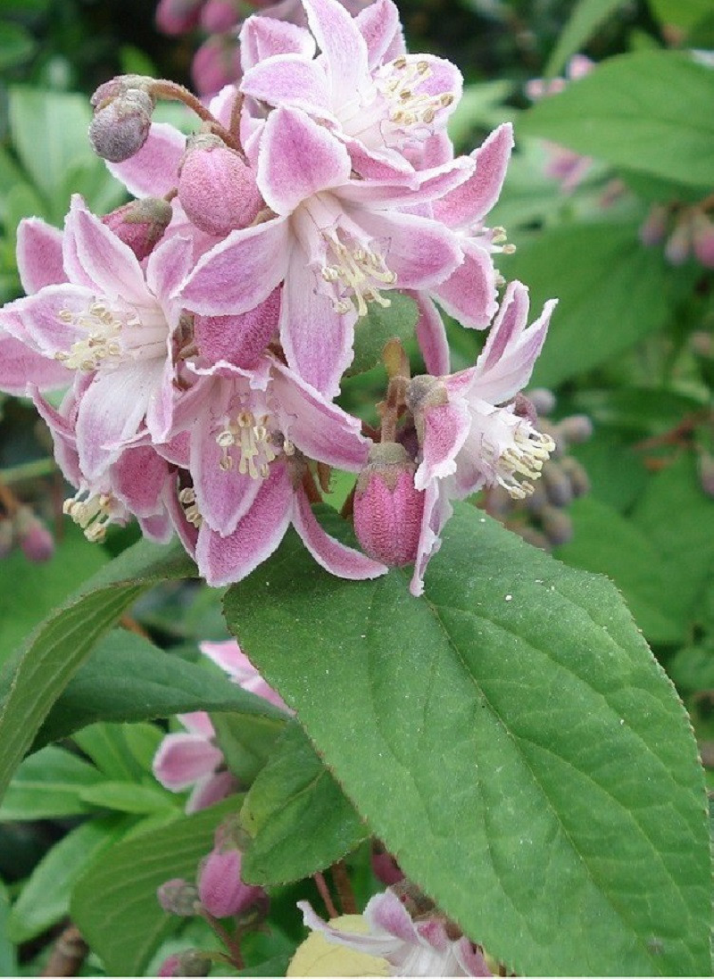 deutzia-hybride-perle-rose-deutzia-hybrida-perle-rose.jpg