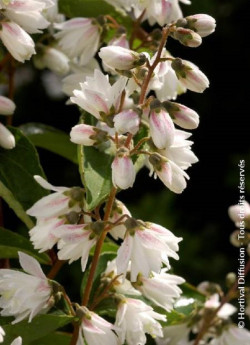 deutzia-pride-of-rochester-deutzia-pride-of-rochester-1.jpg