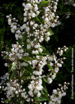 deutzia-pride-of-rochester-deutzia-pride-of-rochester-2.jpg