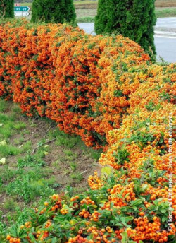 PYRACANTHA SAPHYR ORANGE