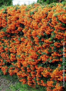 PYRACANTHA SAPHYR ORANGE