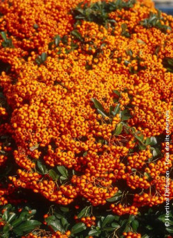 PYRACANTHA SAPHYR ORANGE