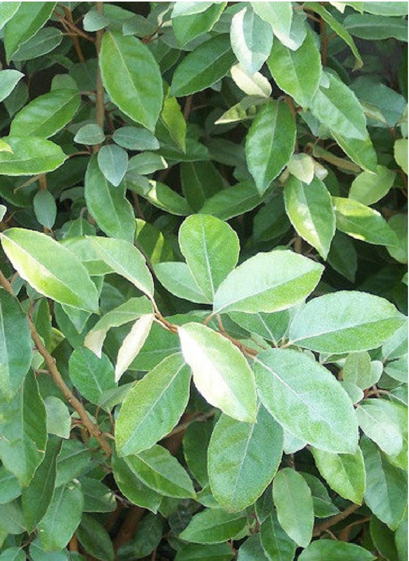 ELAEAGNUS ebbingei