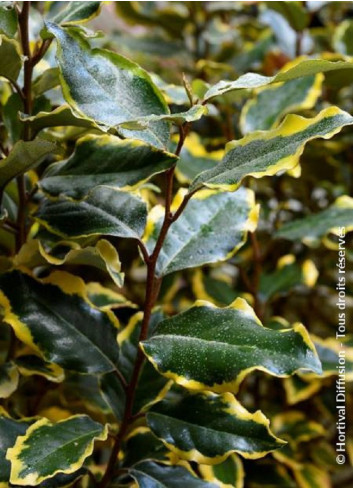 ELAEAGNUS ebbingei VIVELEG