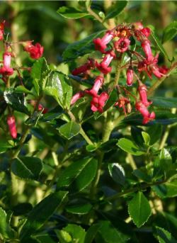 ESCALLONIA CRIMSON SPIRE