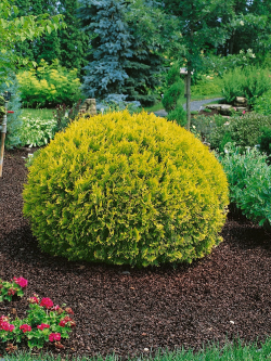thuya-occidental-golden-globe-thuja-occidentalis-golden-globe.jpg