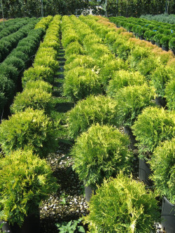 thuya-occidental-golden-globe-thuja-occidentalis-golden-globe-1.jpg