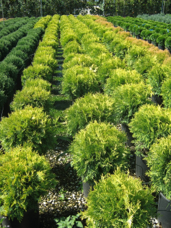 thuya-occidental-golden-globe-thuja-occidentalis-golden-globe-1.jpg