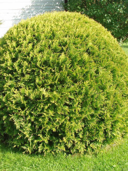 thuya-occidental-golden-globe-thuja-occidentalis-golden-globe-2.jpg
