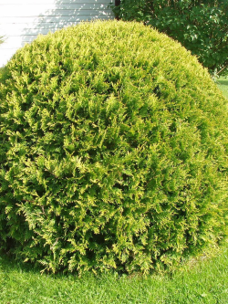 thuya-occidental-golden-globe-thuja-occidentalis-golden-globe-2.jpg