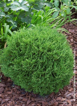 thuya-occidental-tiny-tim-thuja-occidentalis-tiny-tim.jpg