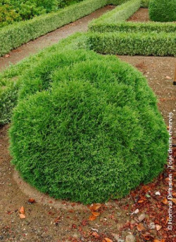 thuya-occidental-tiny-tim-thuja-occidentalis-tiny-tim-1.jpg