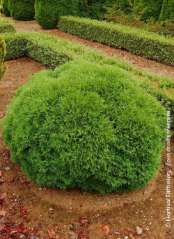 thuya-occidental-tiny-tim-thuja-occidentalis-tiny-tim-2.jpg