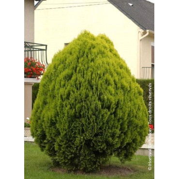 THUJA orientalis AUREA NANA