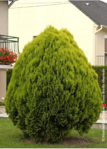 THUJA orientalis AUREA NANA