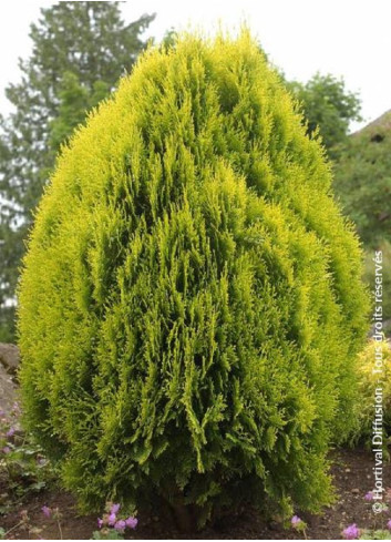 THUJA orientalis AUREA NANA