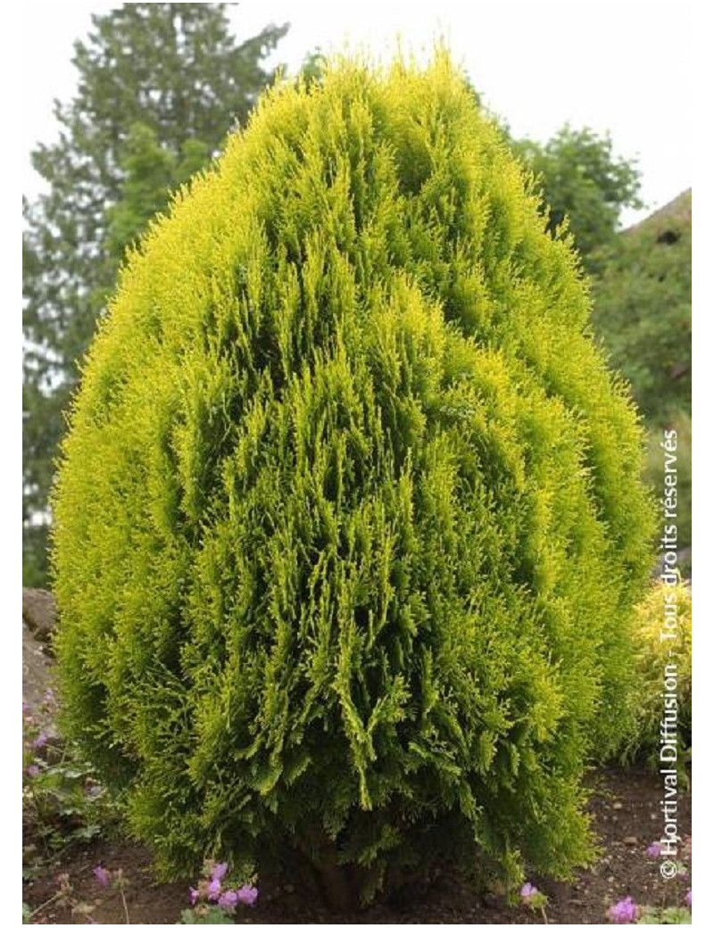 THUJA orientalis AUREA NANA