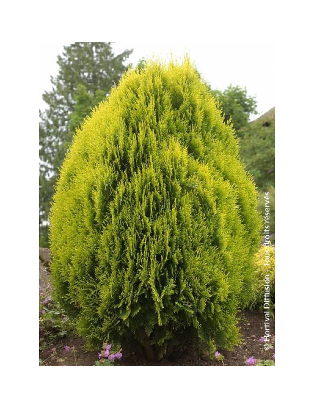 THUJA orientalis AUREA NANA