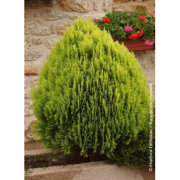 THUJA orientalis AUREA NANA