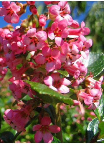 ESCALLONIA DART'S ROSY RED