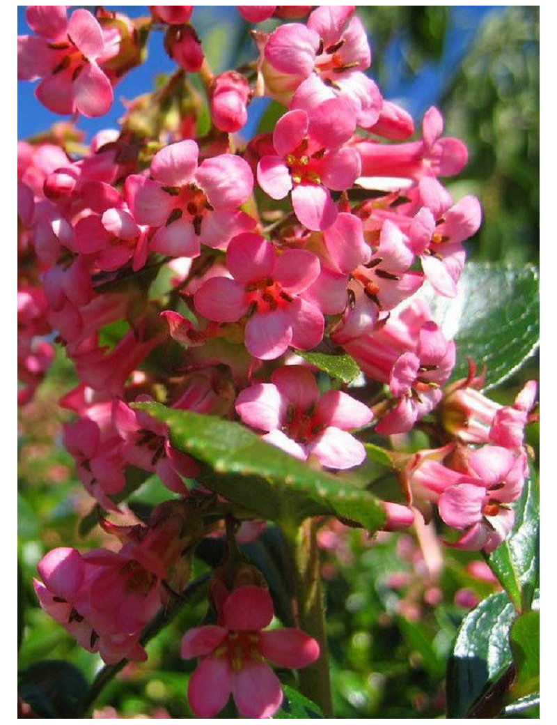 ESCALLONIA DART'S ROSY RED ESCALLONIA DART'S ROSY RED