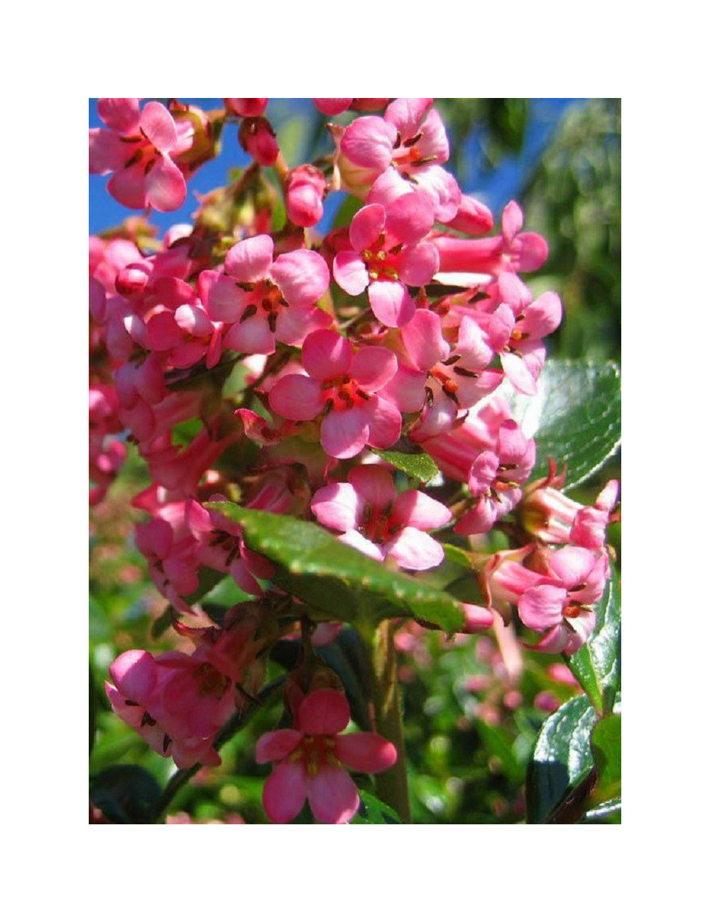 ESCALLONIA DART'S ROSY RED