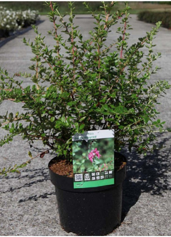 ESCALLONIA DART'S ROSY RED En pot de 4-5 litres