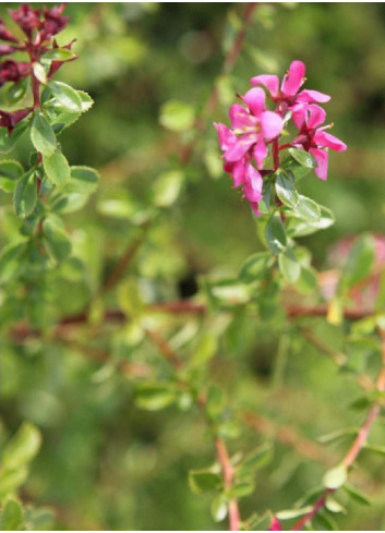ESCALLONIA DART'S ROSY RED