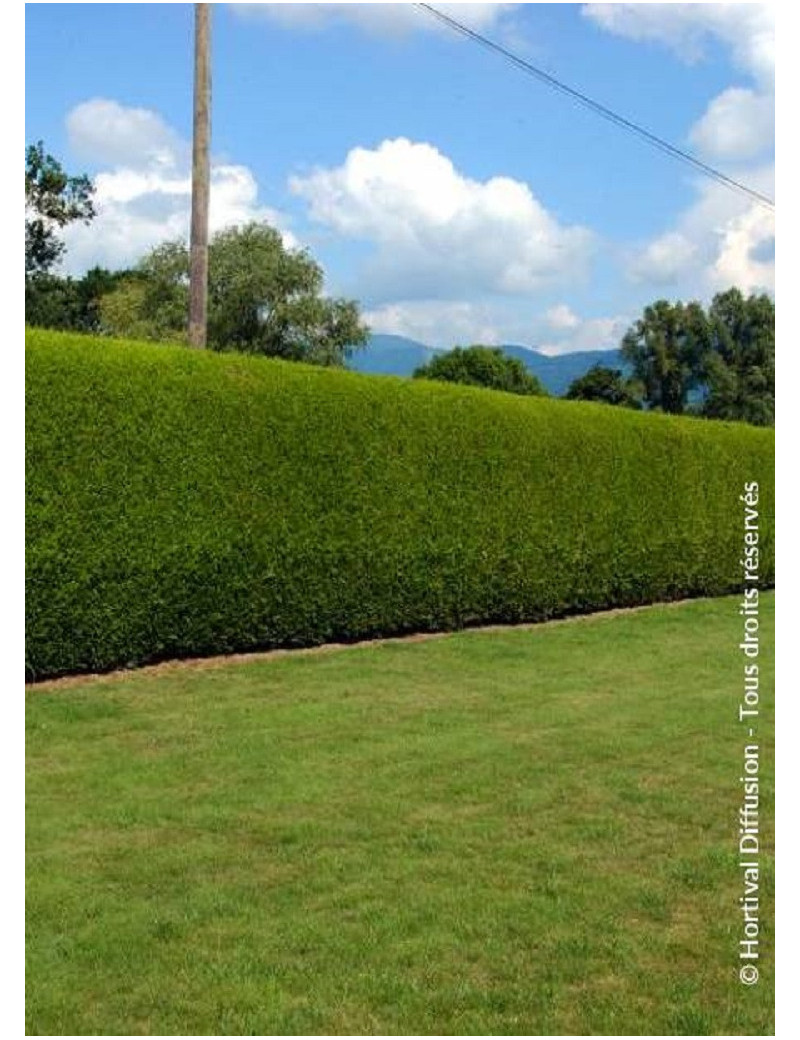 THUJA plicata ATROVIRENS