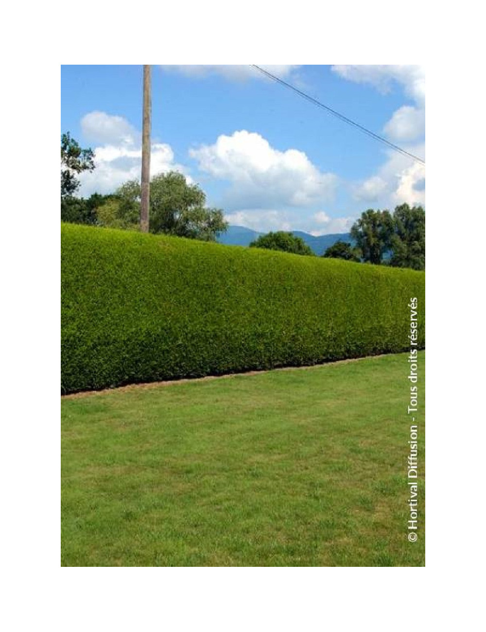 THUJA plicata ATROVIRENS