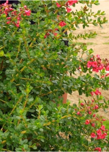 ESCALLONIA DONARD RADIANCE