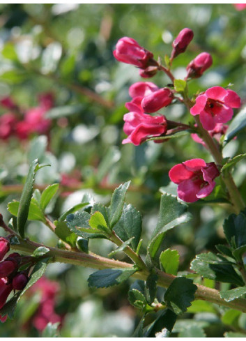 ESCALLONIA DONARD RADIANCE