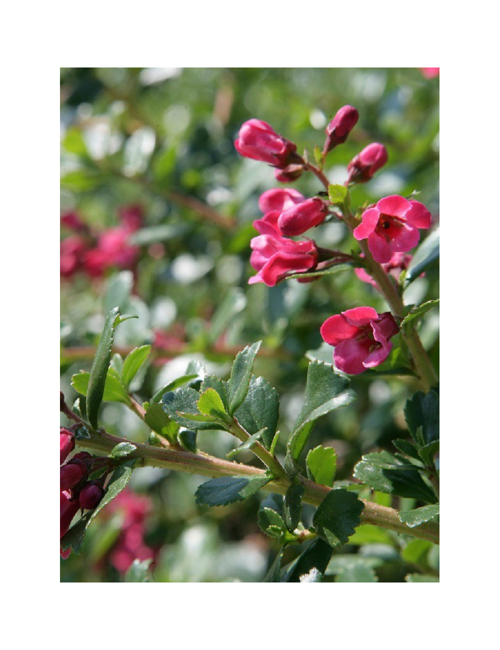 ESCALLONIA DONARD RADIANCE