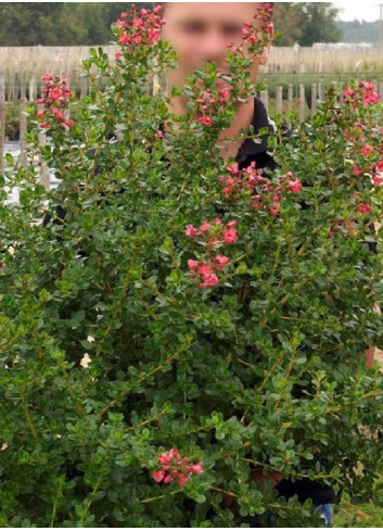 ESCALLONIA DONARD RADIANCE