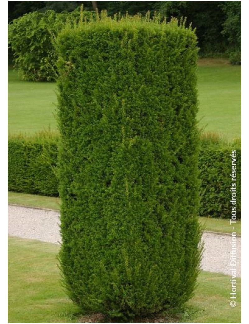 TAXUS baccata