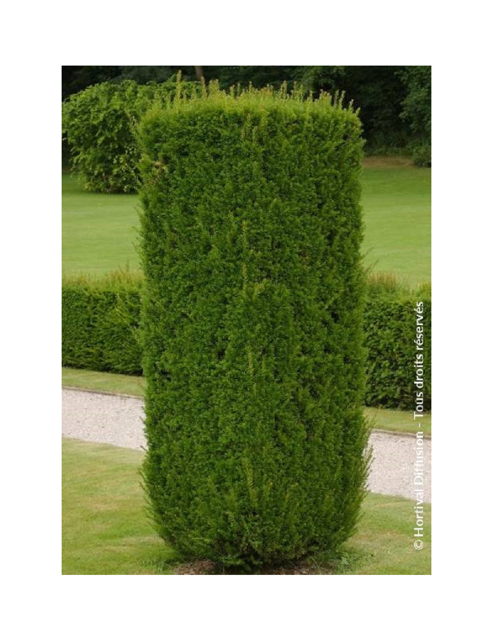 TAXUS baccata