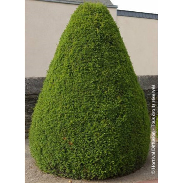 TAXUS baccata