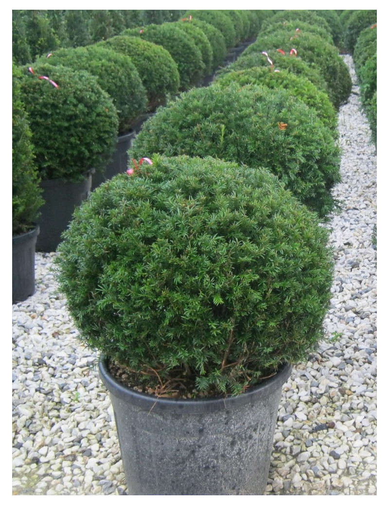 TAXUS baccata En pot forme boule