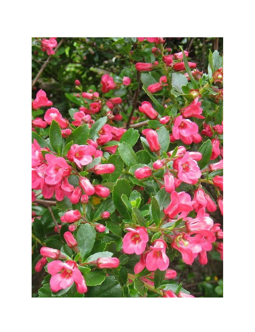 ESCALLONIA DONARD SEEDLING